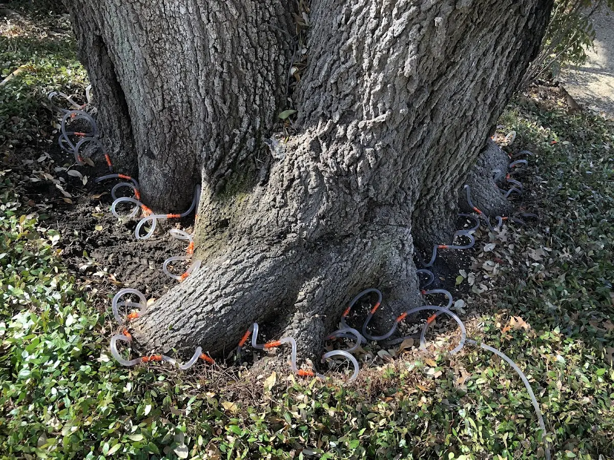 Detailed Tree Cabling and Bracing job site in Gainesville