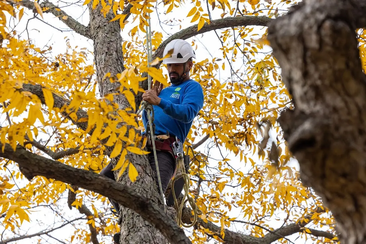 Skilled Tree Planing crew working in Gainesville