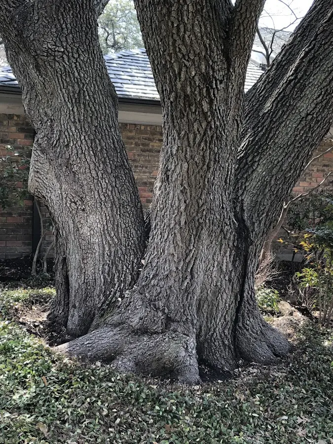 Mature heritage tree close to a Gainesville property cared for by certified arborists
